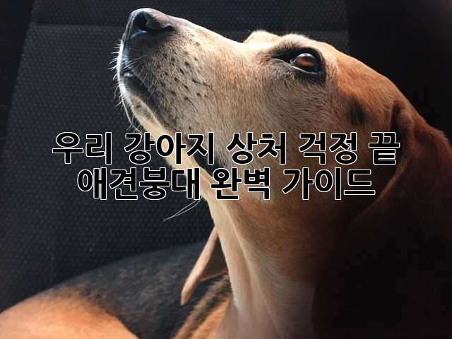 우리 강아지, 상처 걱정 끝! 애견붕대 완벽 가이드🐶